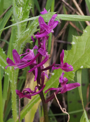 Orchis anatolica
