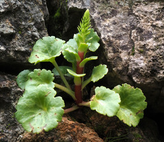 Umbilicus intermedius