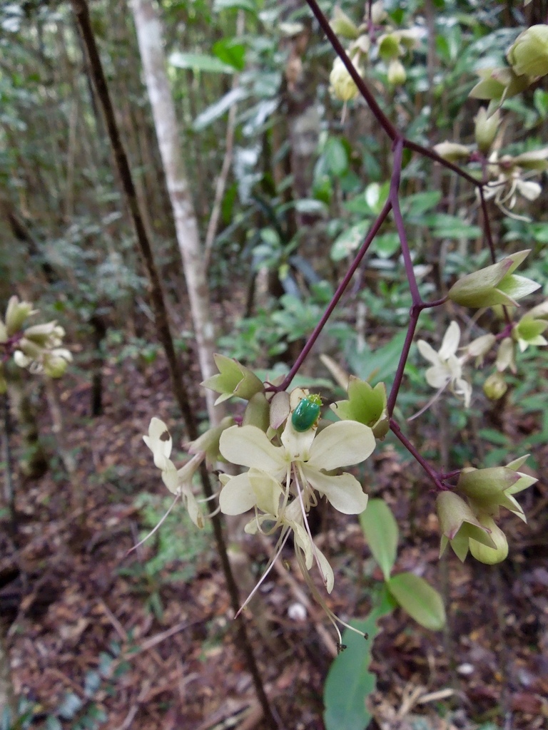 Clerodendrum bosseri