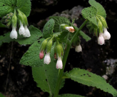 Symphytum brachycalyx