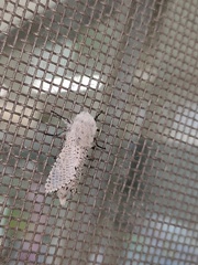 Polyphagozerra coffeae