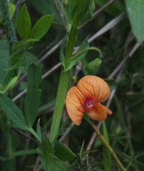 Lathyrus blepharicarpos