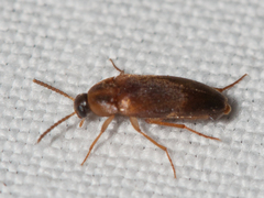 Hallomenus binotatus