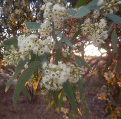 Eucalyptus fasciculosa