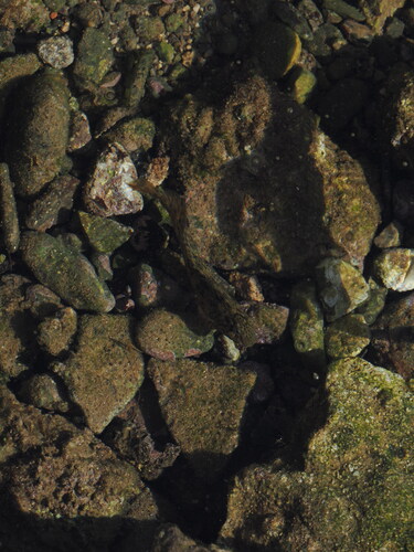 Parablennius sanguinolentus