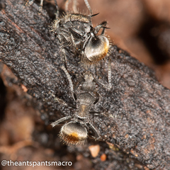 Polyrhachis vermiculosa