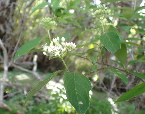 Stiff dogwood (Cornus foemina)