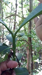 Garcinia