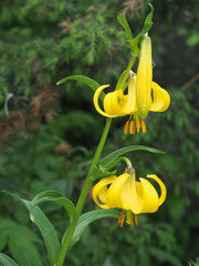 Lilium szovitsianum
