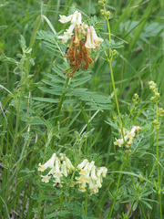 Astragalus galegiformis