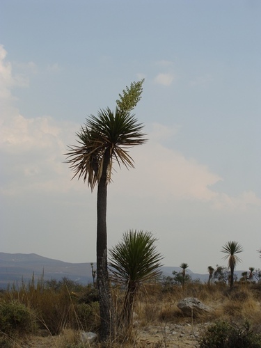 Yucca mixtecana