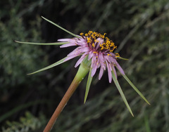Tragopogon coelesyriacus