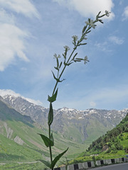 Silene viscosa
