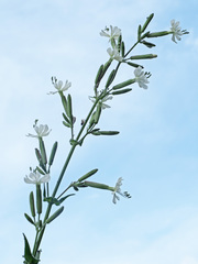 Silene viscosa