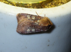 Cerastis leucographa