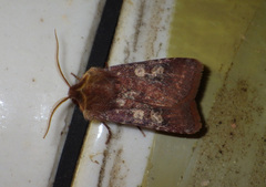 Cerastis leucographa