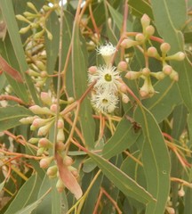 Eucalyptus fasciculosa