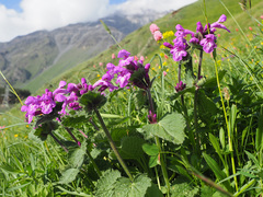 Betonica macrantha