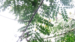 Adenanthera