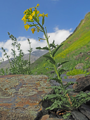 Erysimum ibericum