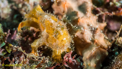 Abantennarius coccineus