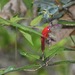 Aeschynanthus longiflorus (Blume) A.DC. 4