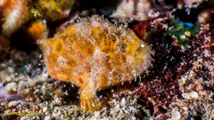 Abantennarius coccineus