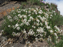 Astragalus kazbeki