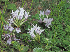 Astragalus kazbeki