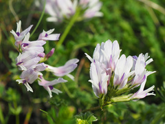 Astragalus kazbeki