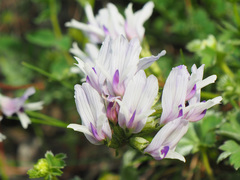 Astragalus kazbeki