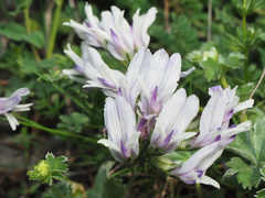 Astragalus kazbeki