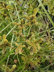 Cyperus imbricatus