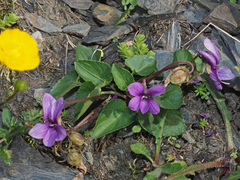 Viola somchetica