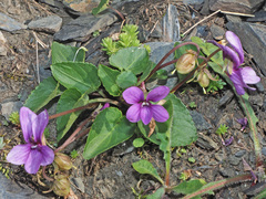Viola somchetica