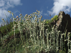 Artemisia splendens
