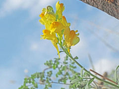 Linaria meyeri
