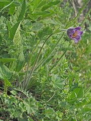 Pulsatilla violacea