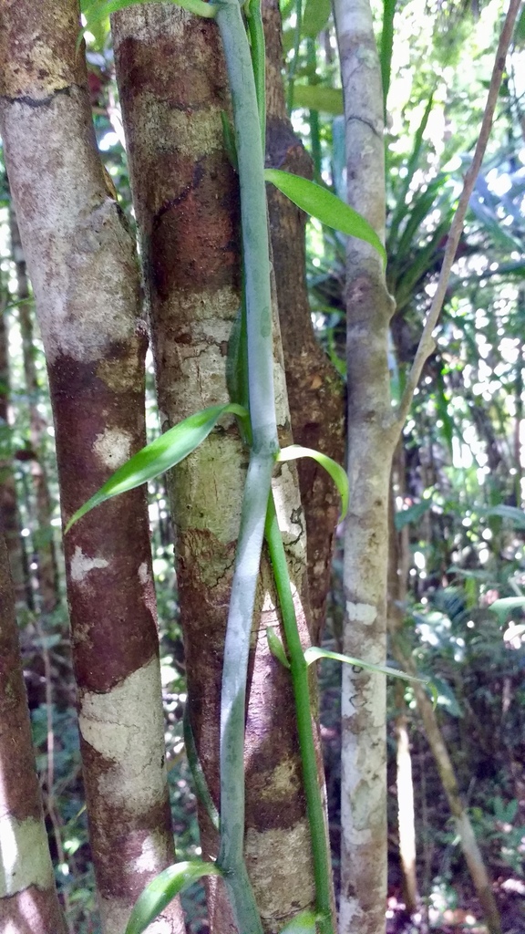 Vanilla coursii