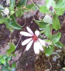 Mutisia spinosa