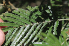 Acacia mearnsii image