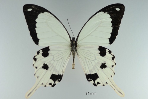 Mocker Swallowtail