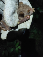 Nyctimene keasti