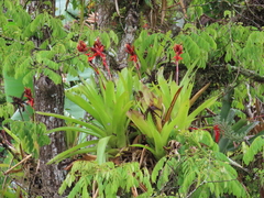 Aechmea tillandsioides