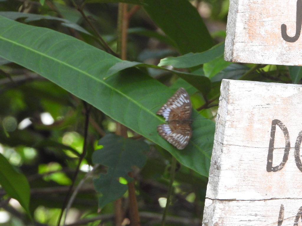 Malay Viscount (Tanaecia pelea)