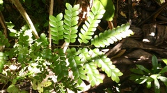 Macphersonia