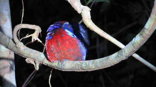 Garnet Pitta (Erythropitta granatina), photo 7