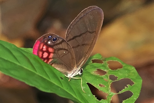 Cithaerias pyritosa