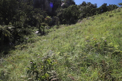 Jamesbrittenia grandiflora