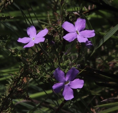 Jamesbrittenia grandiflora